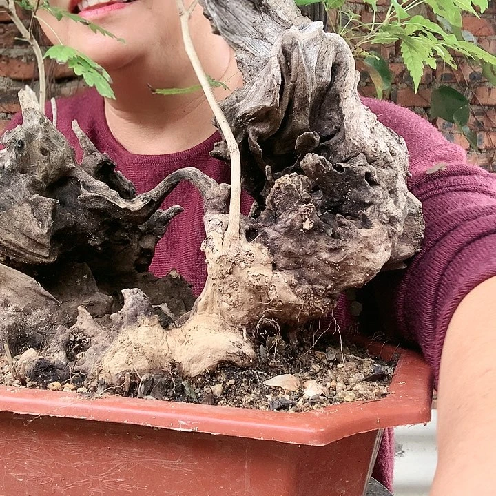 【闪购商品】完全开放