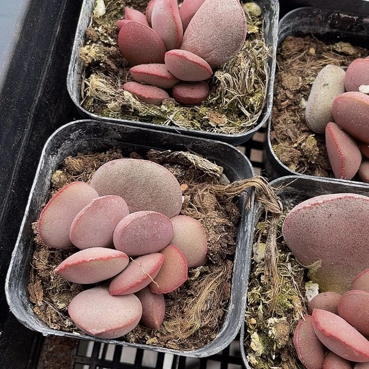 红蛋水泡12.8带盆土发