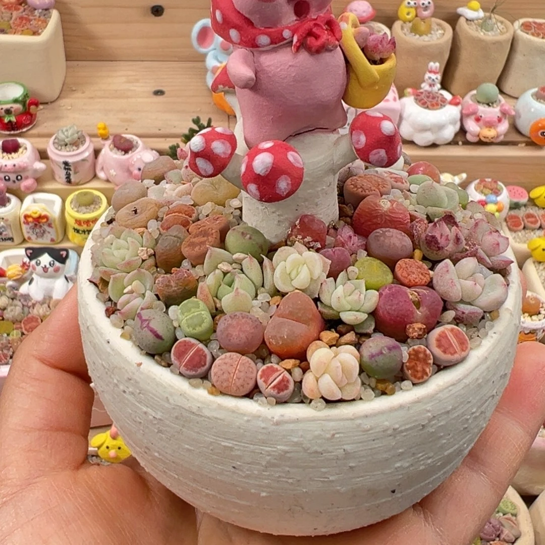 多肉植物19号花海