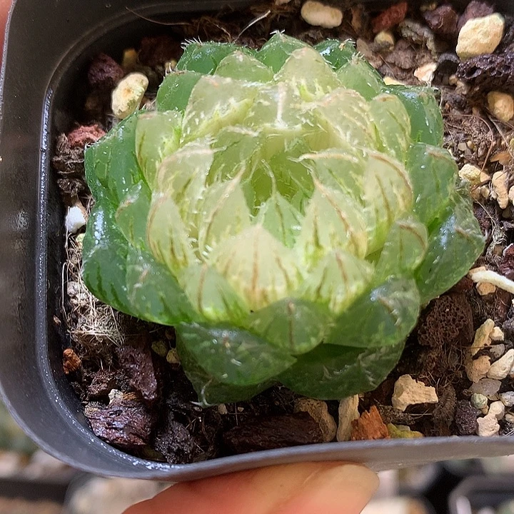翠云玉露锦带盆土发货