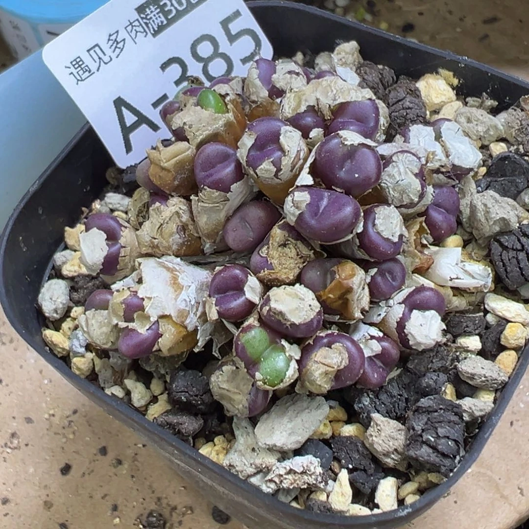 多肉植物111111111111