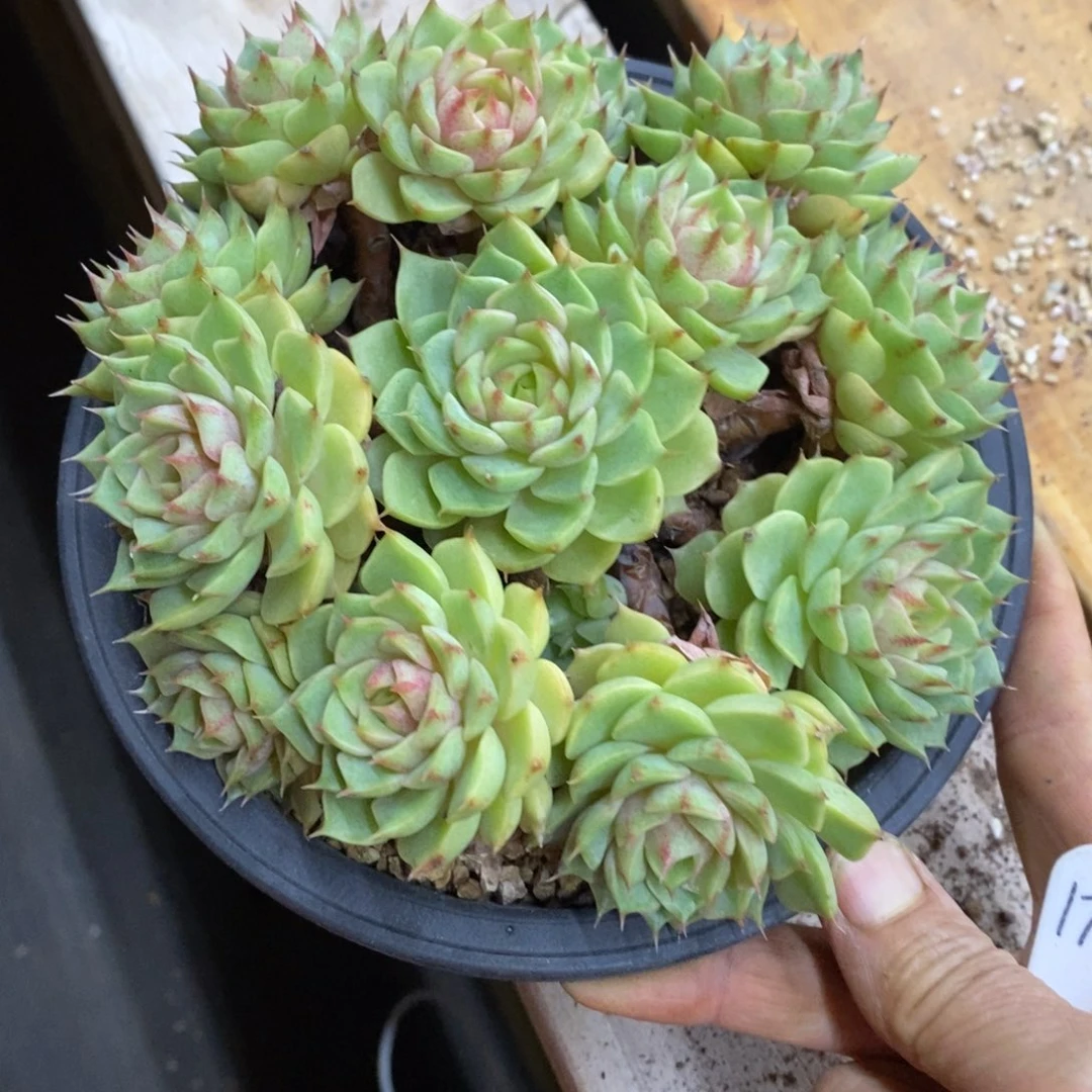 精品多肉一物一拍不包整172