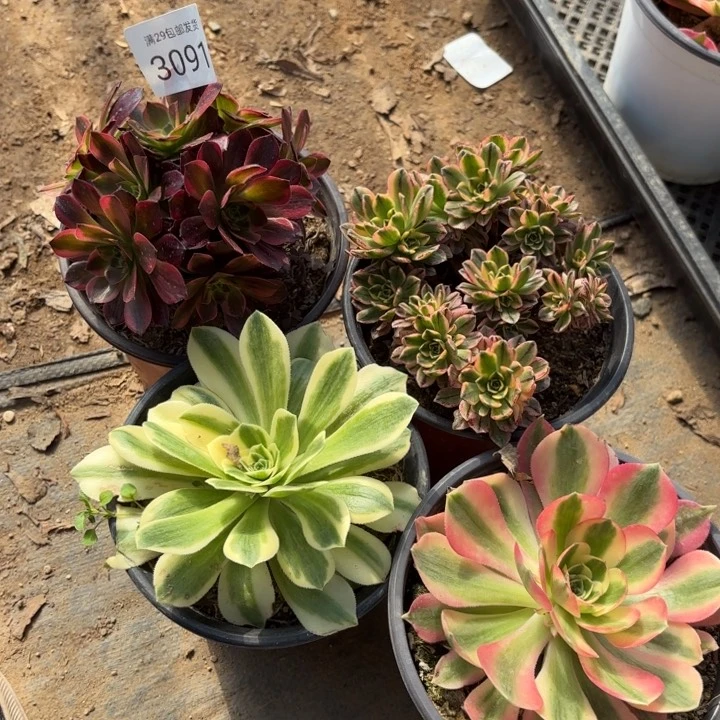 4颗多肉法师3091