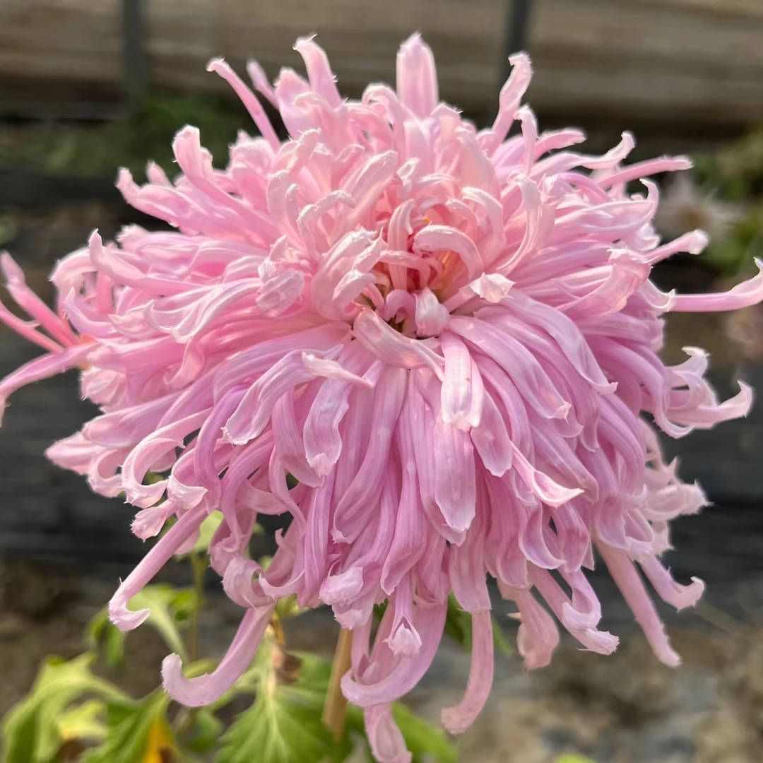武芙蓉9月大菊半成品多年生盆栽花卉绿植