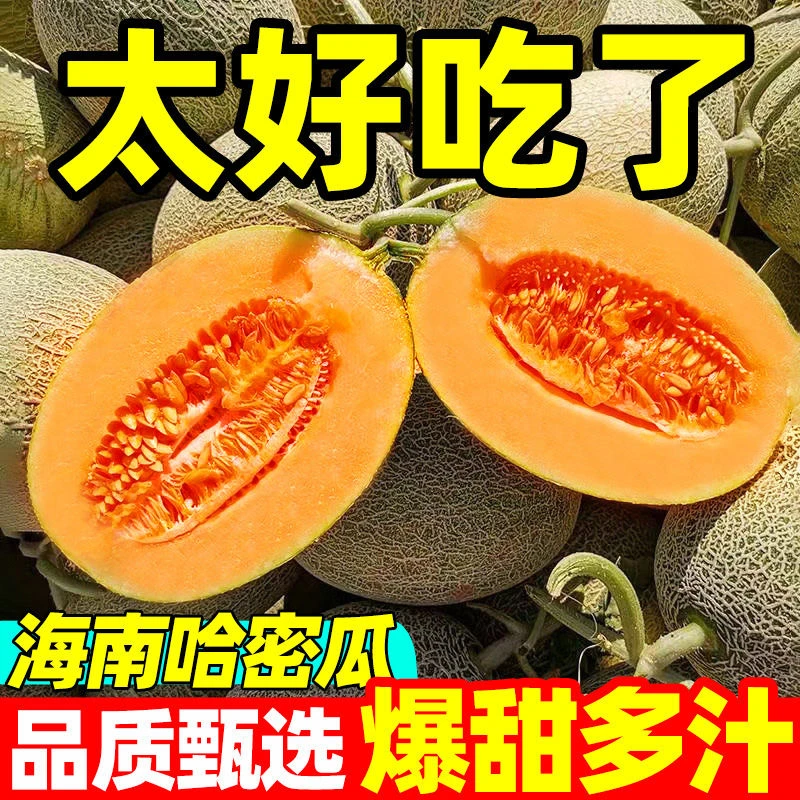 【海南直发】小蜜25哈密瓜 头茬海沙地种植 一藤一瓜 新鲜水果