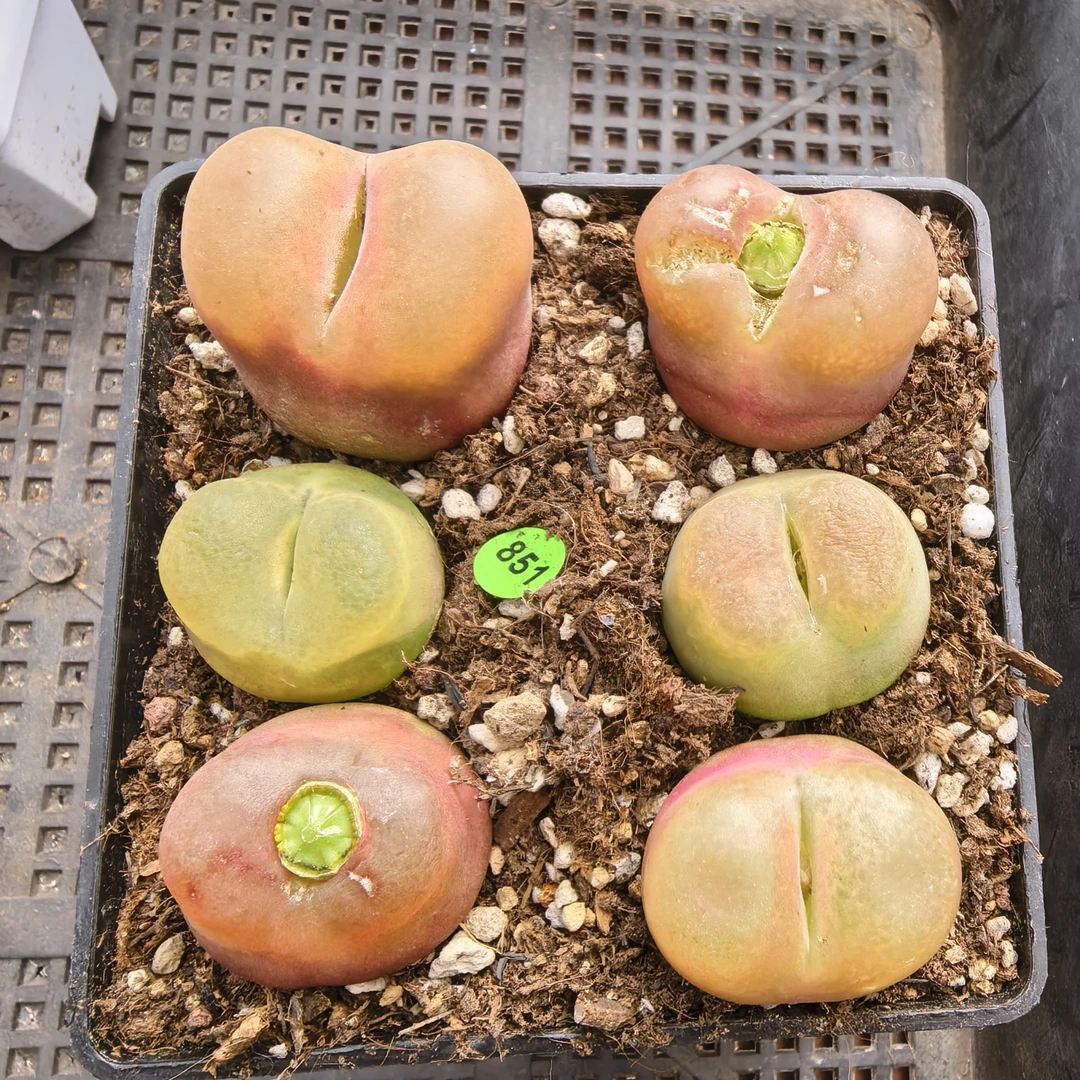 2.7-3.3CM（疤）脱土多肉851