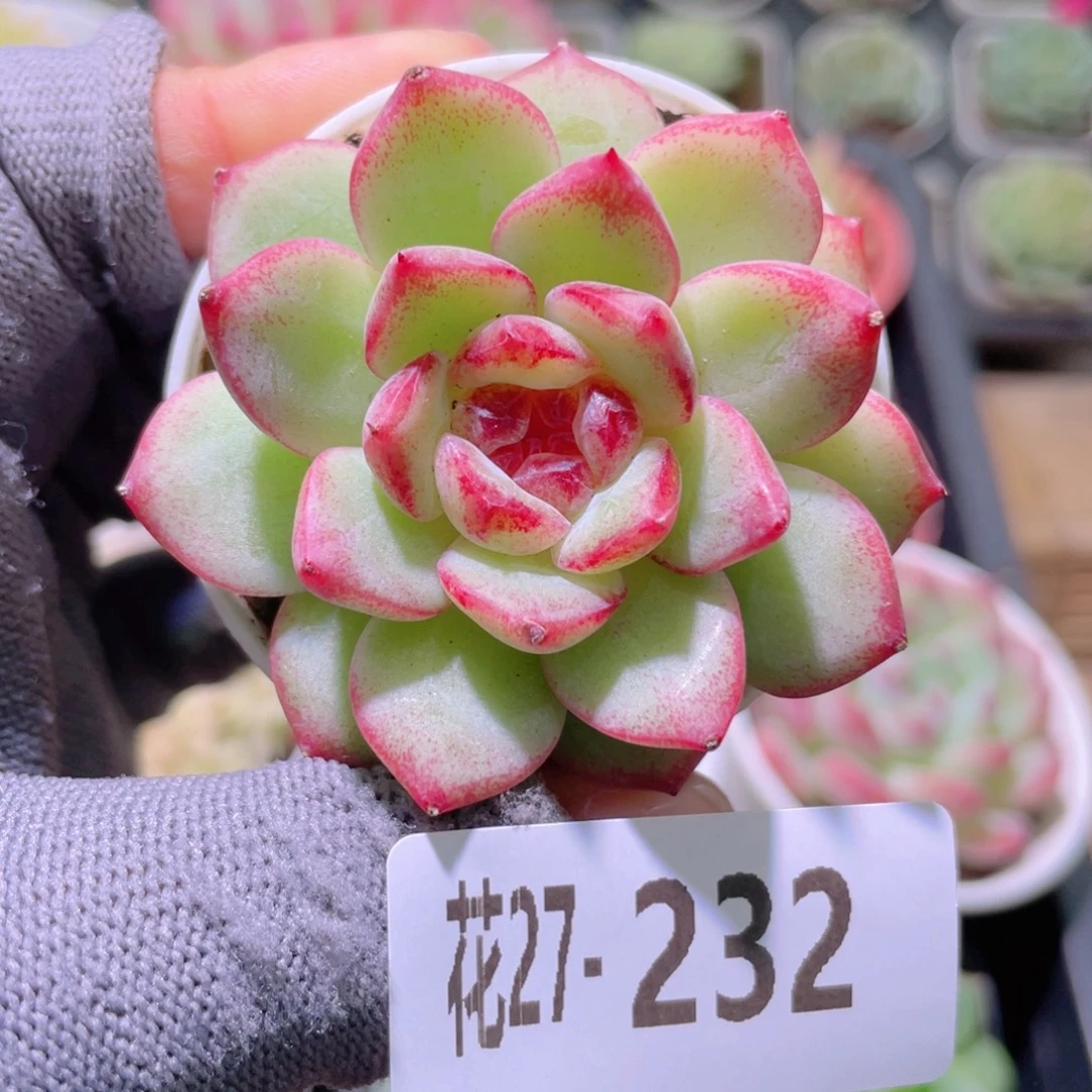 花利美27-232关键时刻