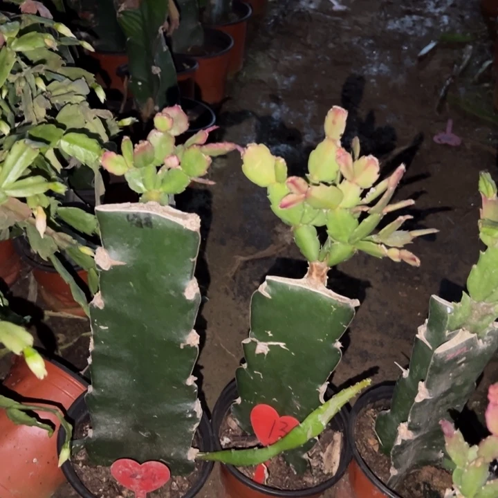 迷***镚当前无花栽培后可以开花紫云464  048  13