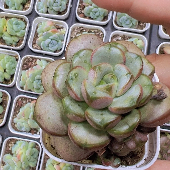 白盆葡萄19包邮多肉植物