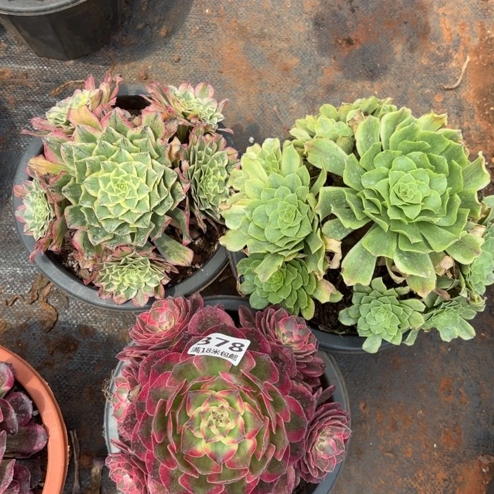 378组合云荷，绿体天合，萤火虫诺米多肉法师锦不包侧枝断枝