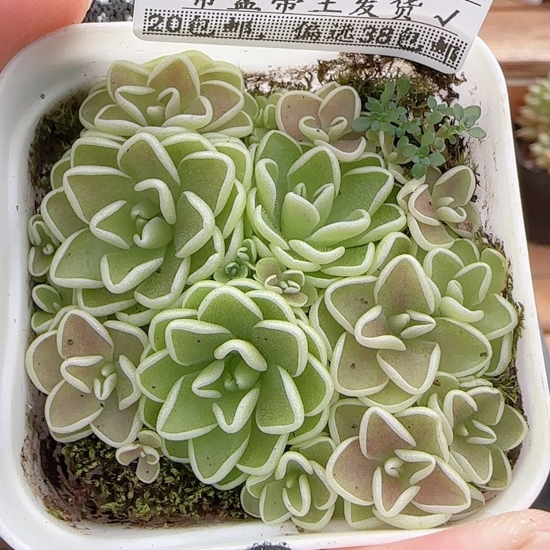 多肉0919--257捕虫堇