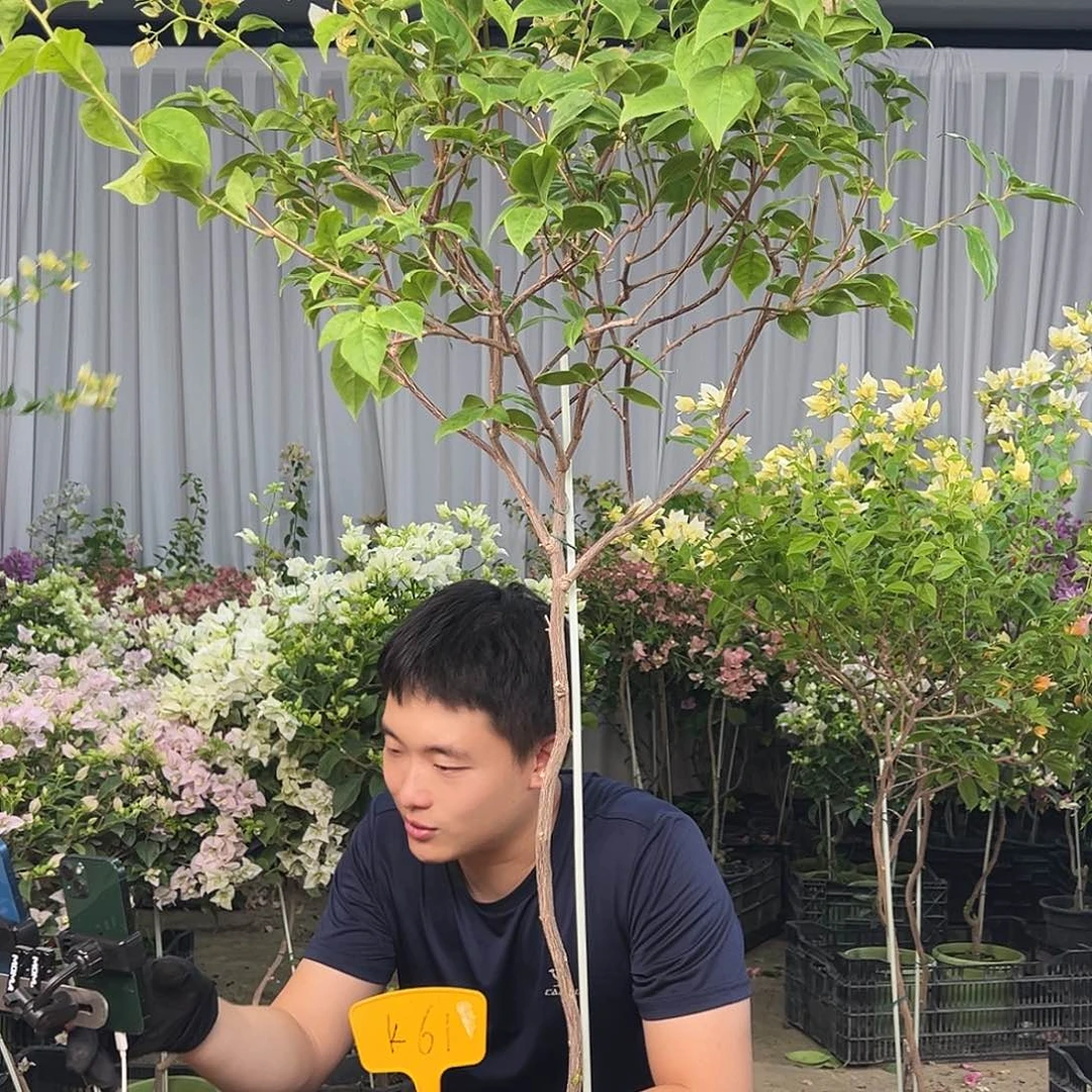 柠***柠大部分花苞少量开放K61苏瓦娜