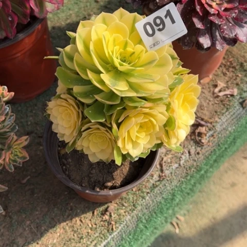 美*091辛尼亚朵朵多肉，