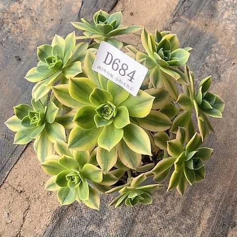 684星爆多肉法师锦