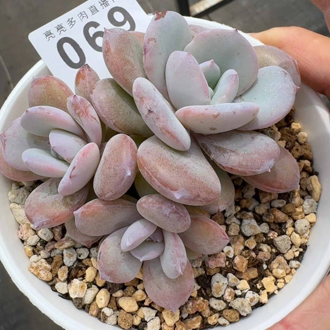 奶茶            精美多肉植物