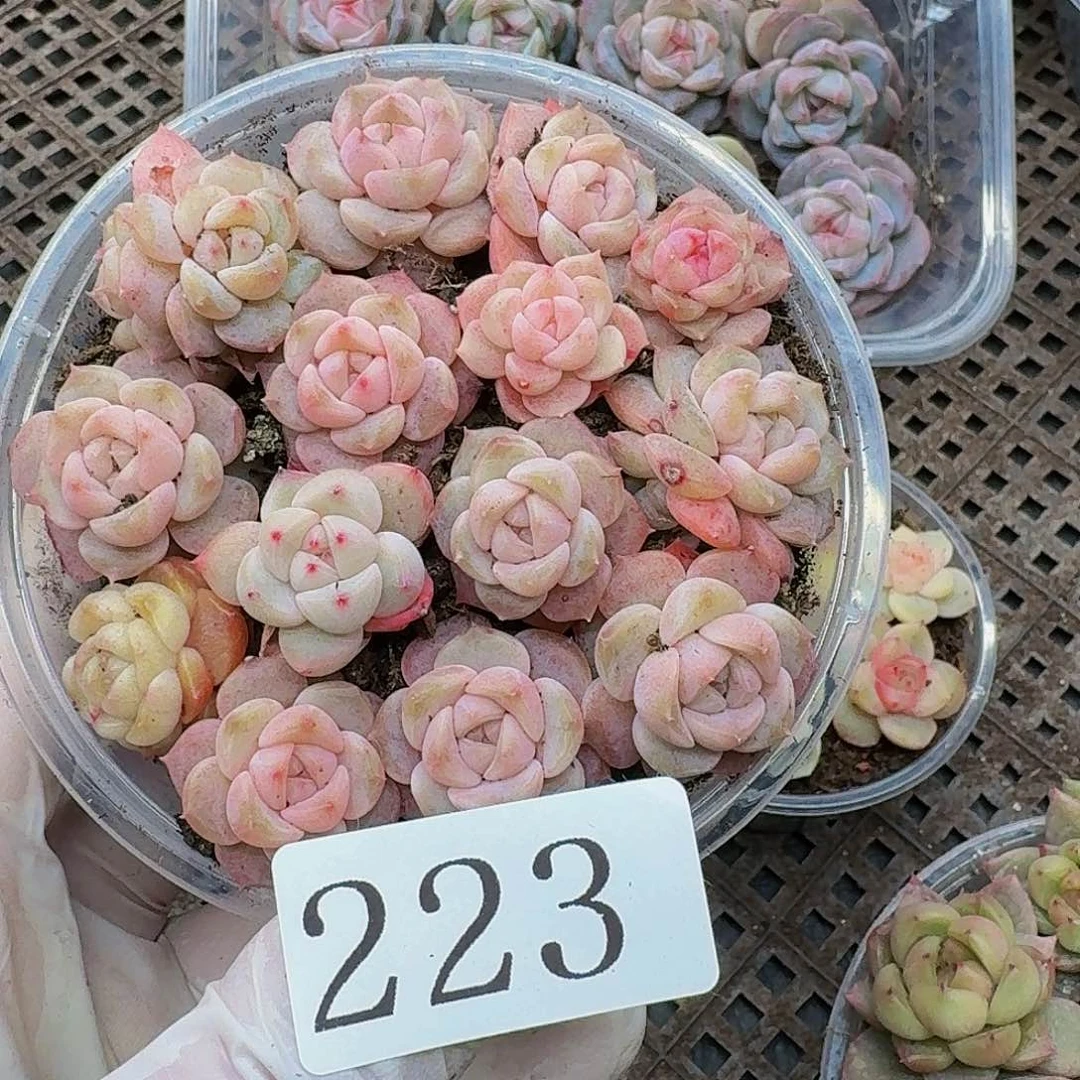 多肉植物多肉植物223