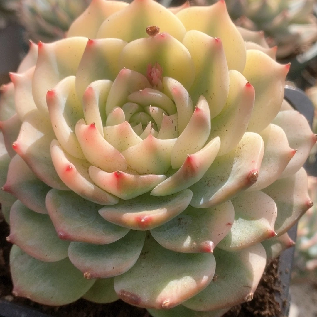 043锦锦锦锦锦锦锦