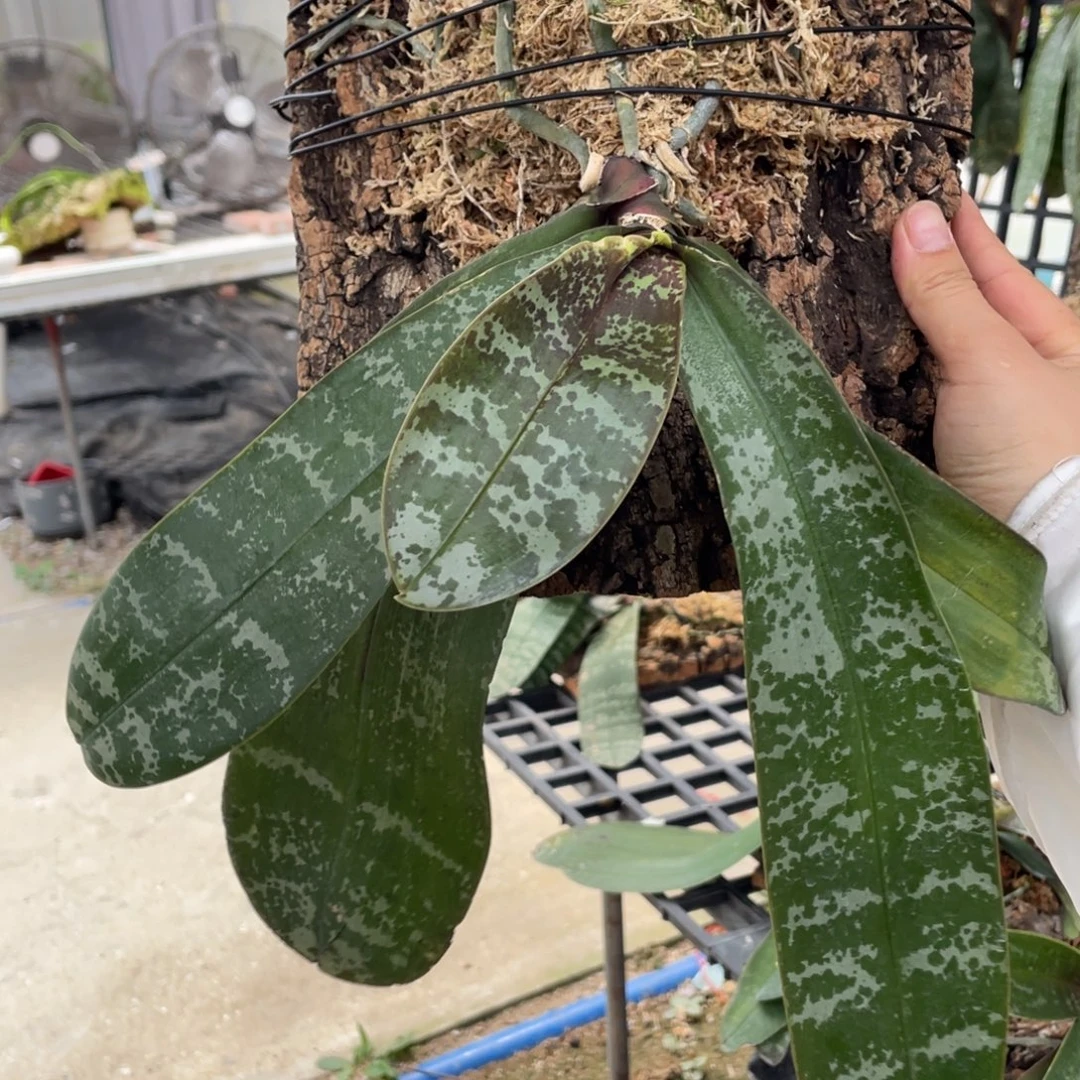 当前无花栽培后可以开花