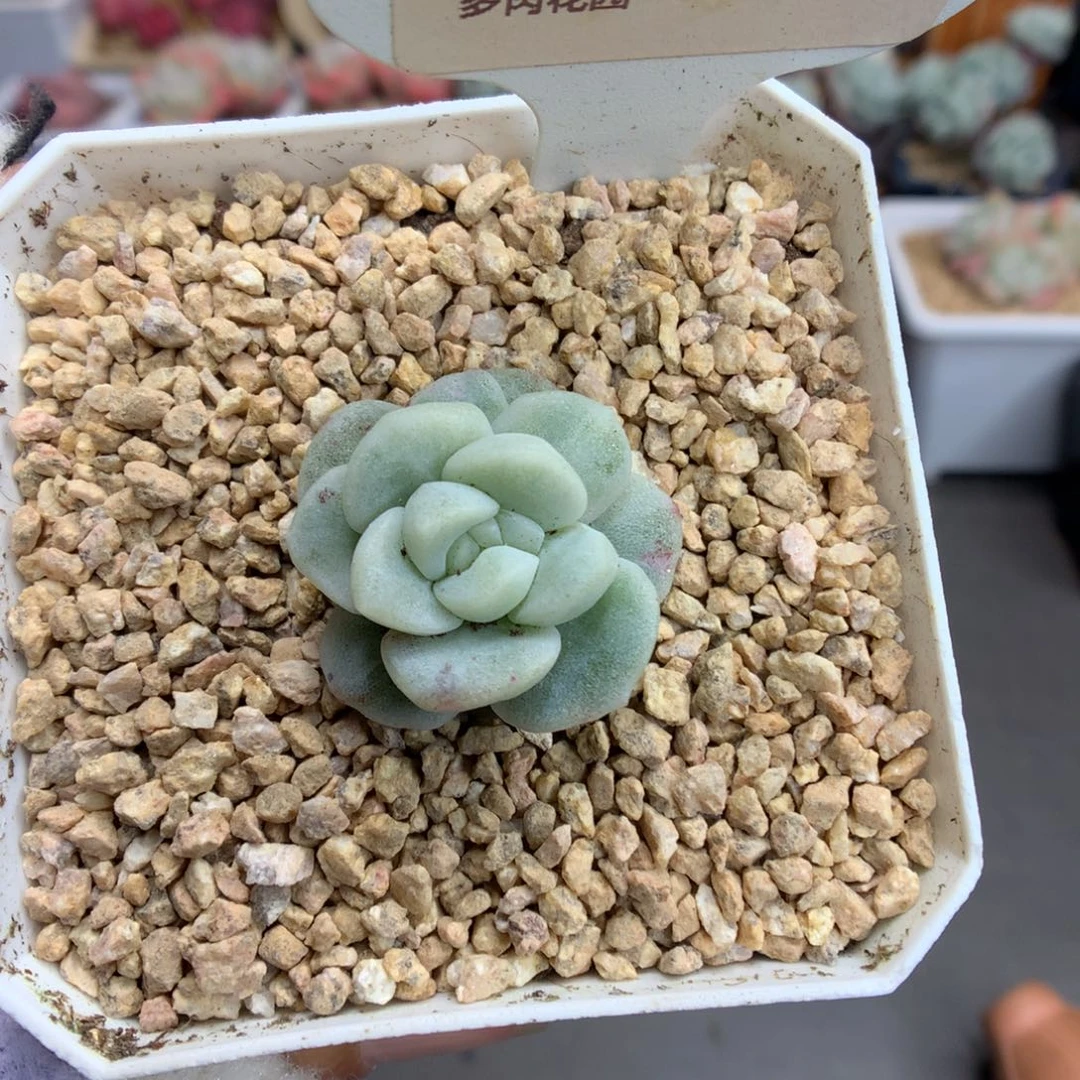 伍**C511冰玉石化多肉福利