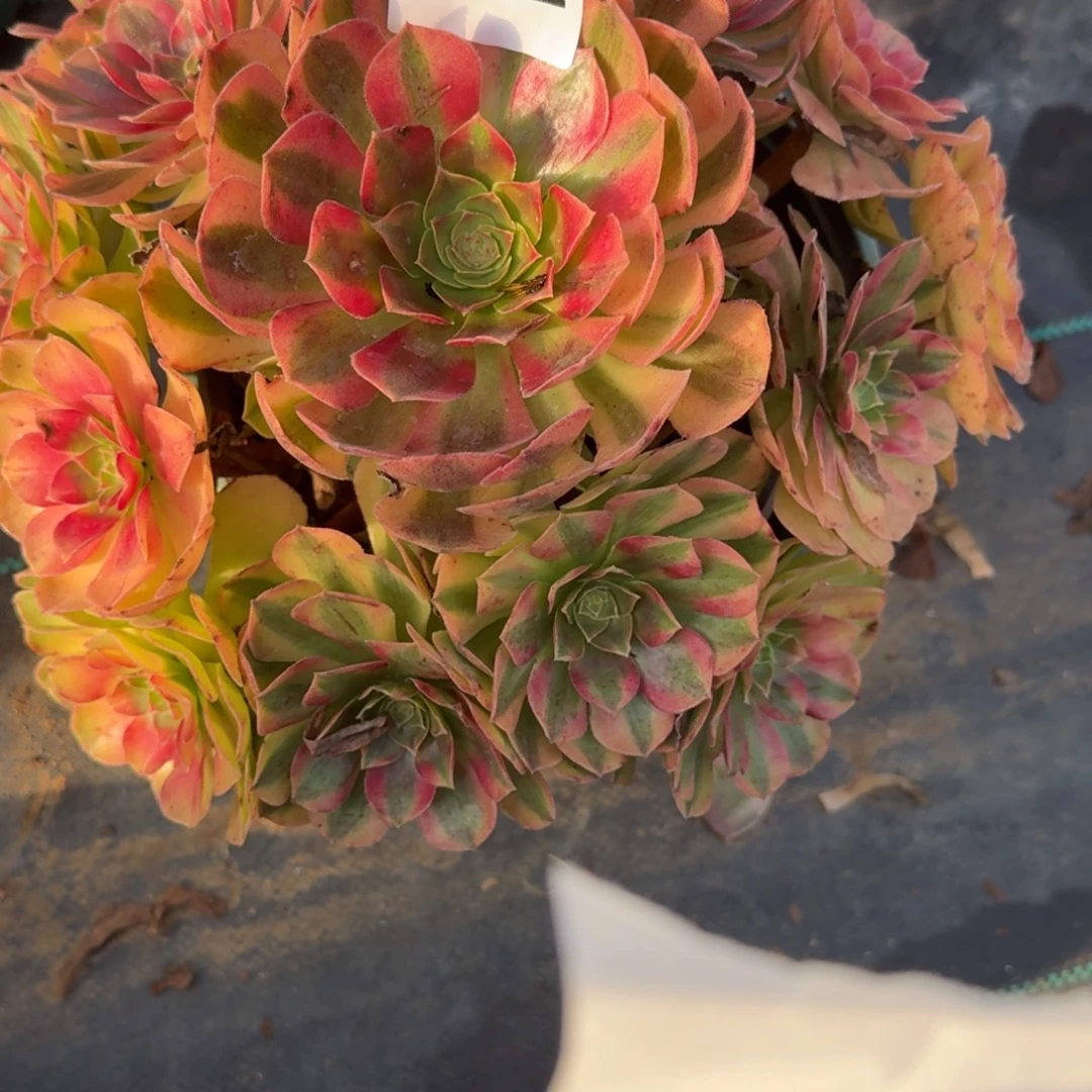 老庄雨河多肉植物642