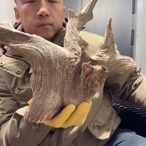 柏木高****店崖柏毛料的