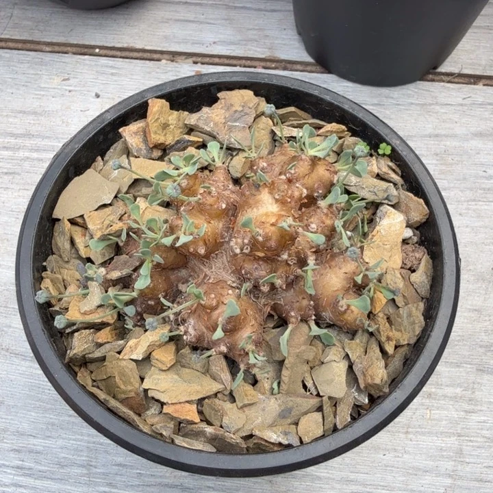 格加厚墩菊(满28包邮)