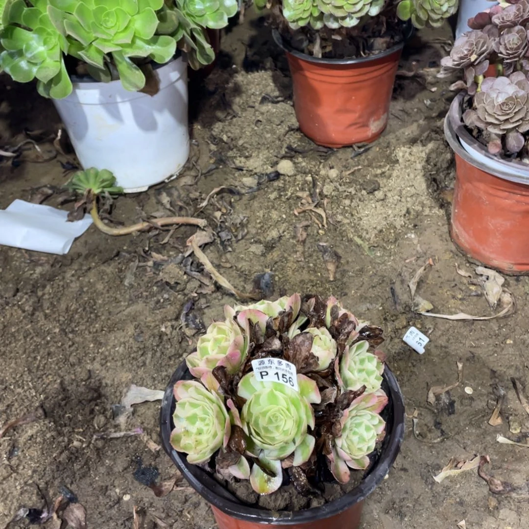 156荔枝多肉法师断枝不包
