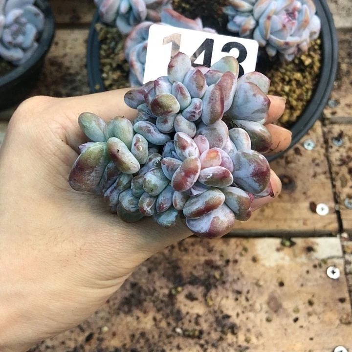 贩***光星影石榴籽福利出咯 143