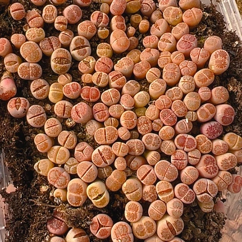 【闪购商品】Y***g24861