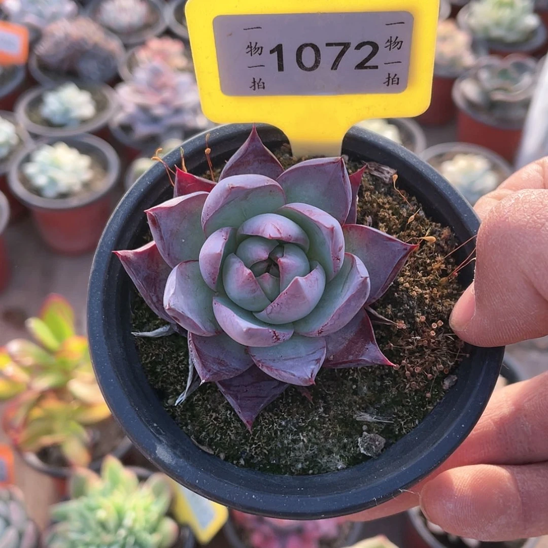【闪购商品】君*阁1072号