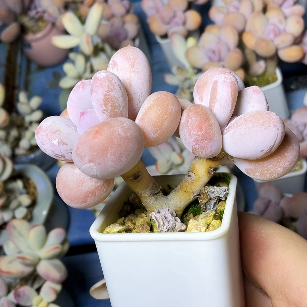 *****多肉植物的生长发育与