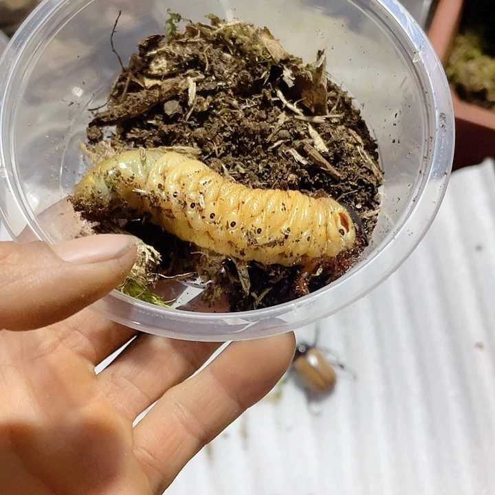 一组五只今天福利价格