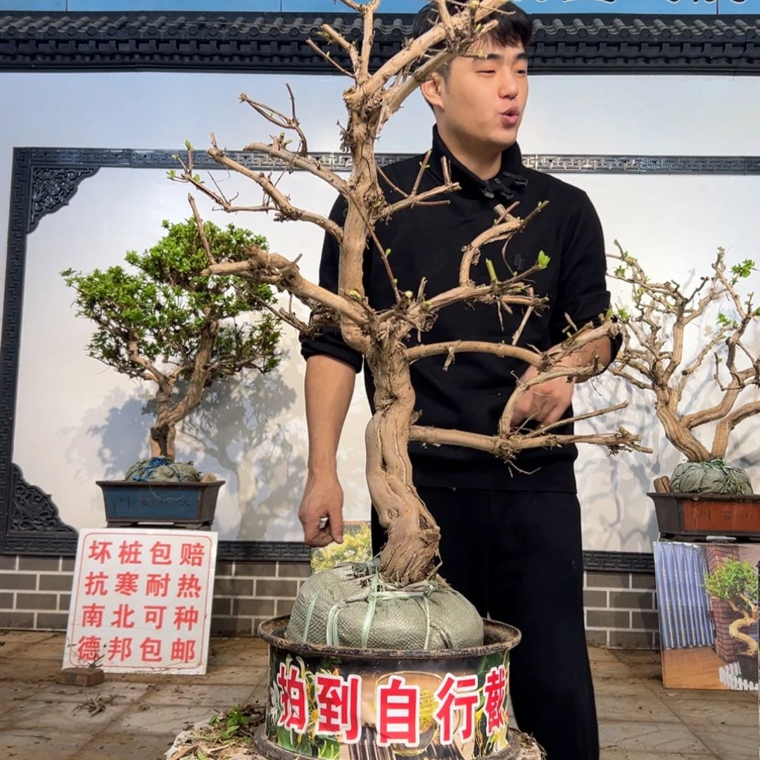 无花朵金银花开花1441899888
