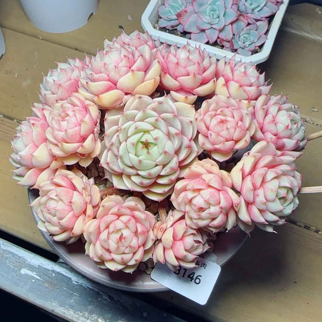 笨吧无砍，8146多肉植物