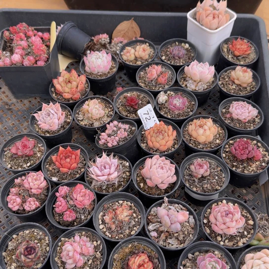 一筐脱土发货包邮72号