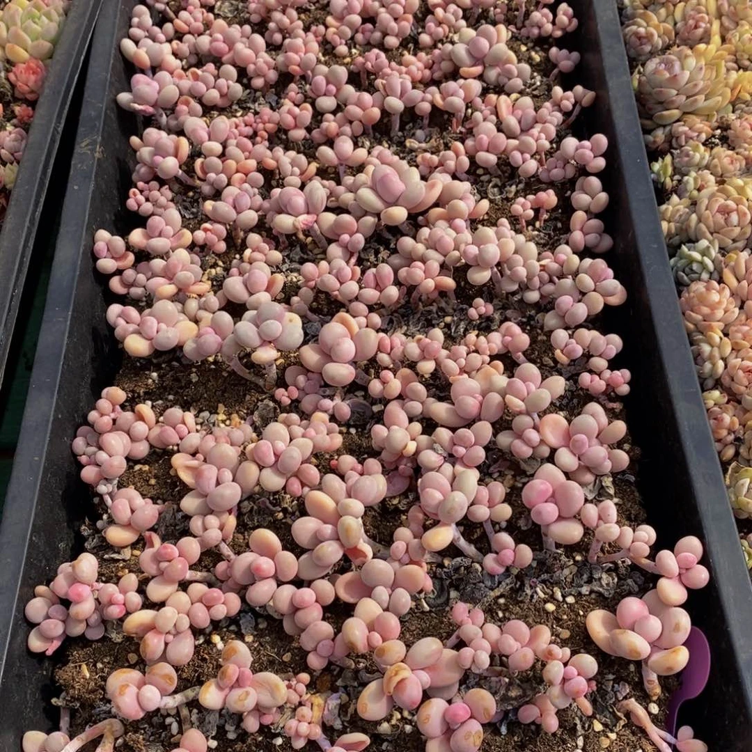 012多肉植物保护研究所所长 