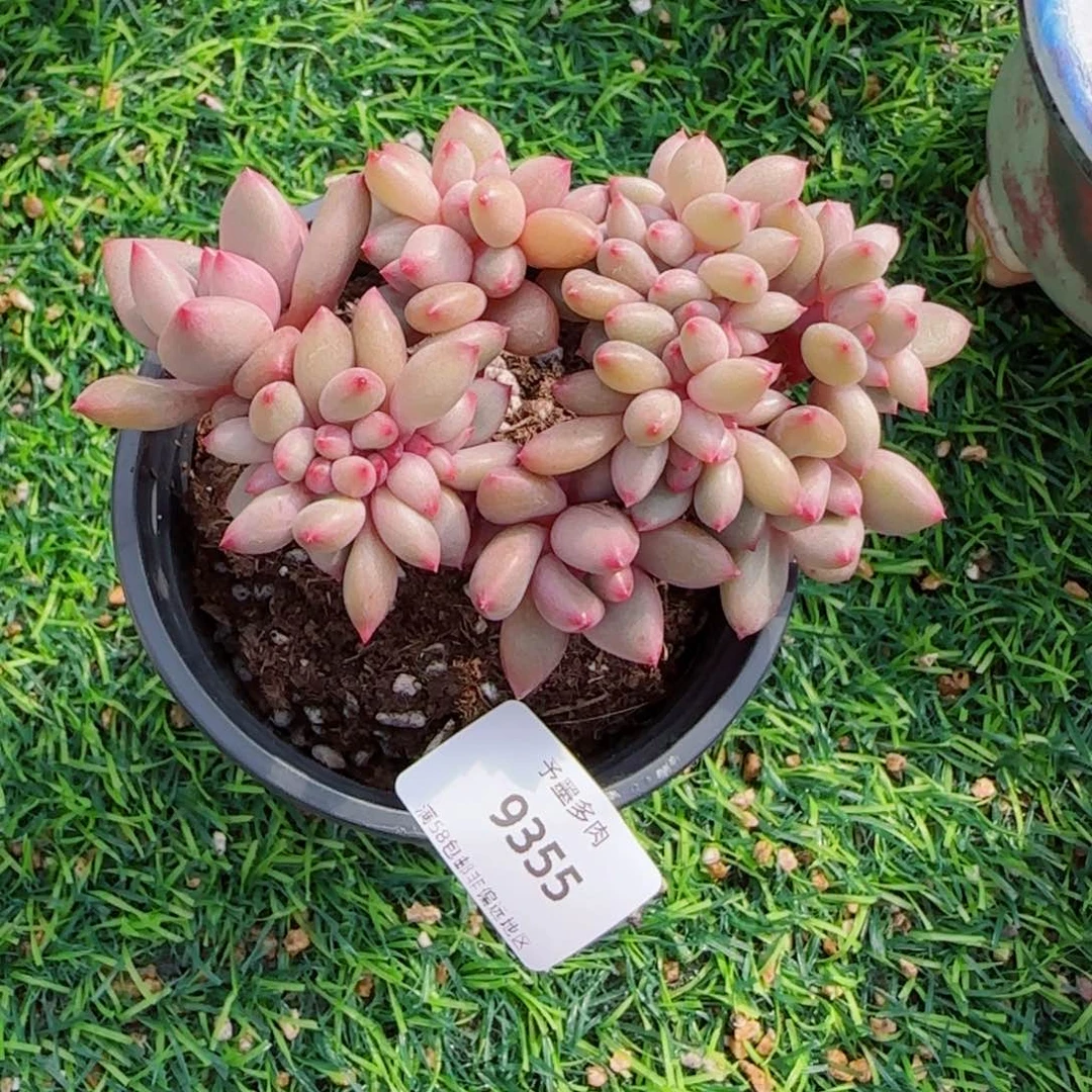 桃花源缀化，9355多肉