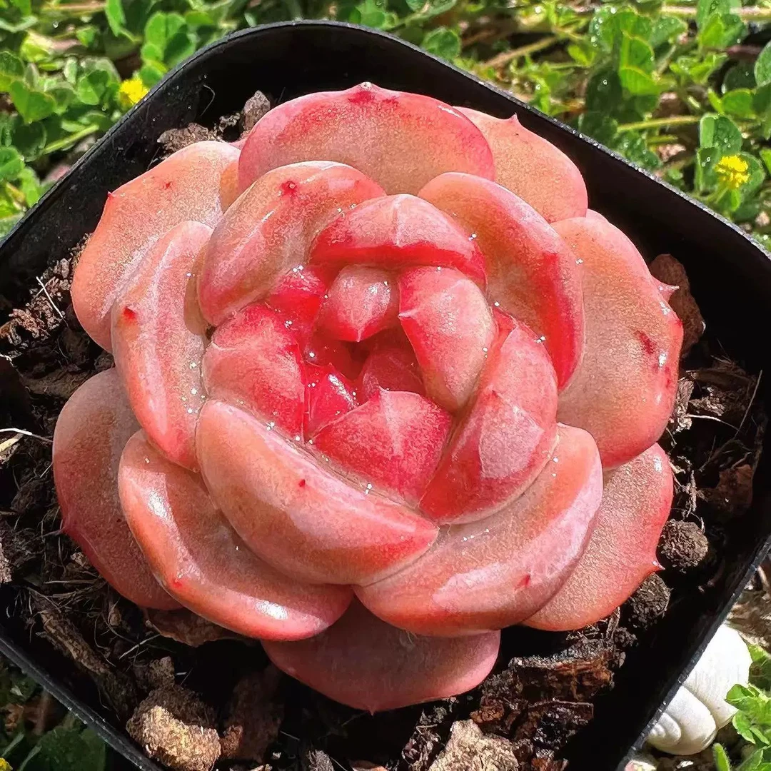 糖心雪芙蓉多肉植物高颜值好养适合室内阳台办公室花卉盆栽