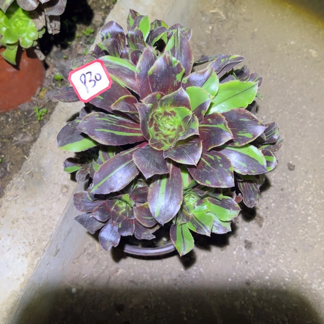 930多肉植物花斑鹿