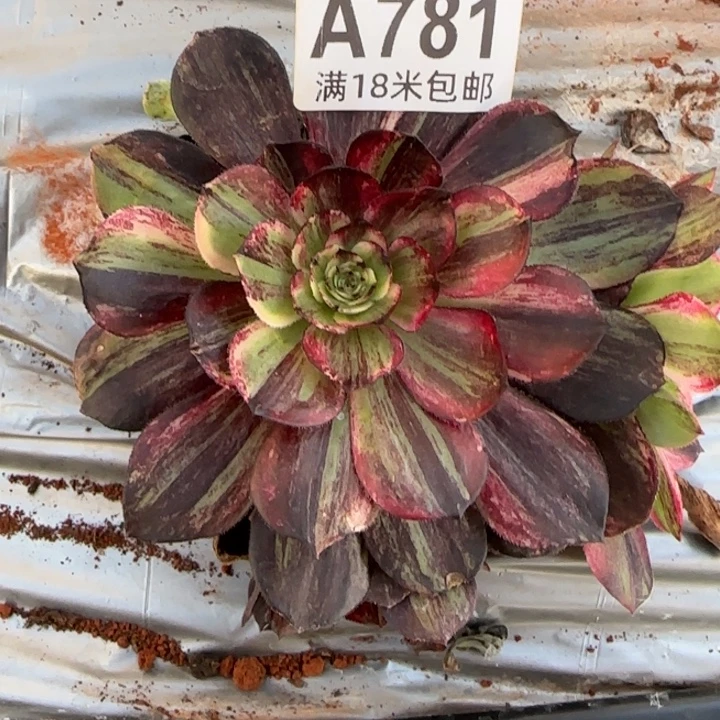 多肉法师伯爵朵朵