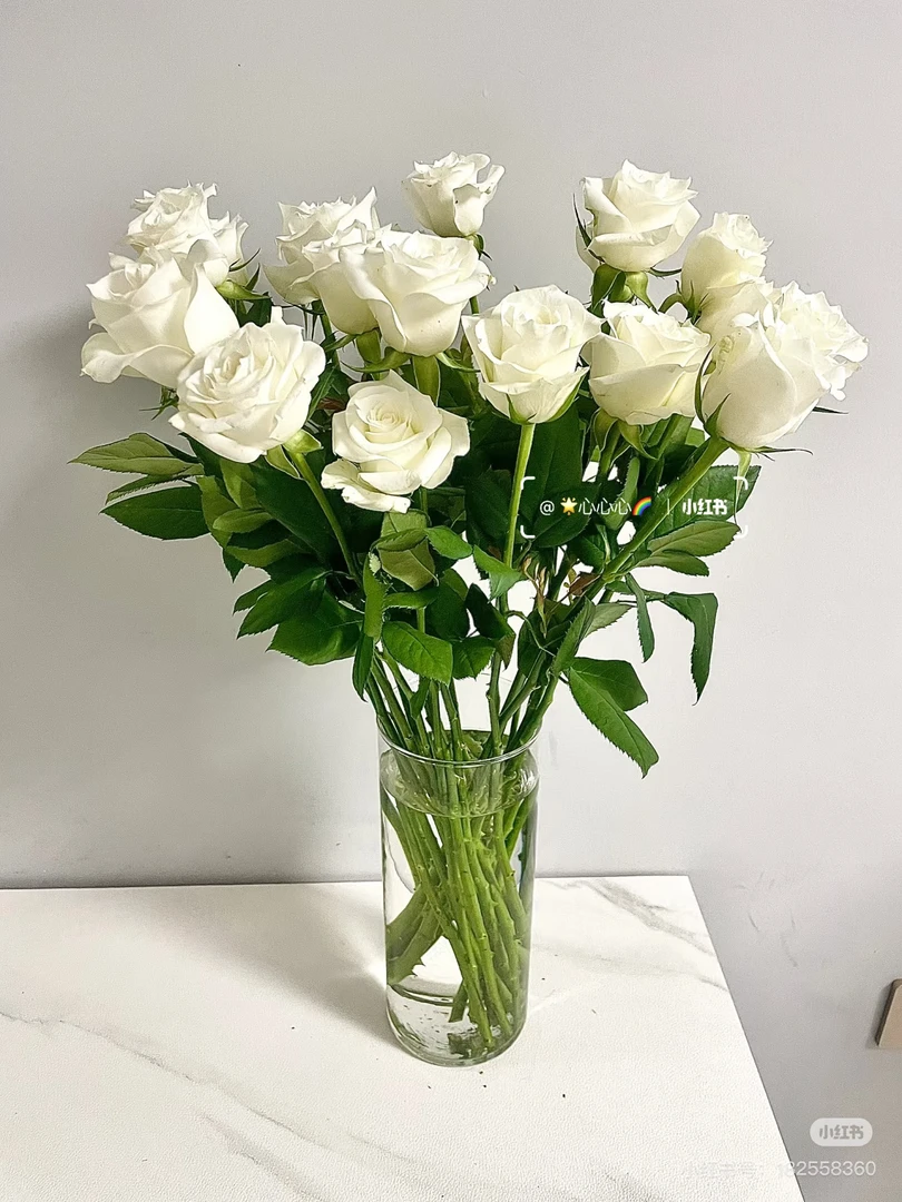 云南精选骄傲白玫瑰