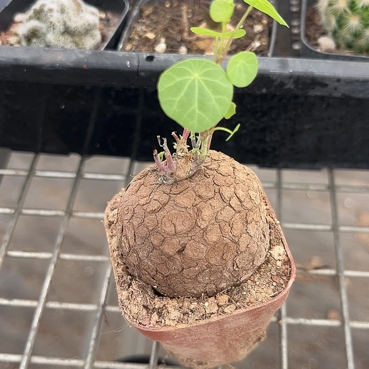 我也不知道我为什么要这样