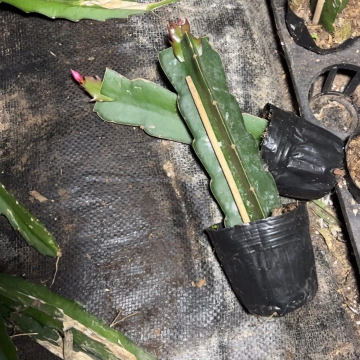 桑吉塔嫁接单片小苗一代苗一颗