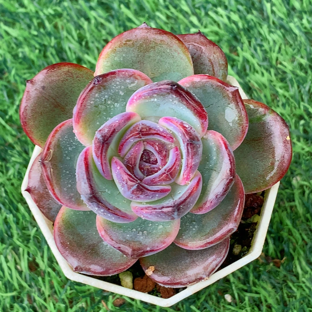 黑橙单头4-6CM【花界草堂】精品多肉阳台盆栽新手易养一单包邮