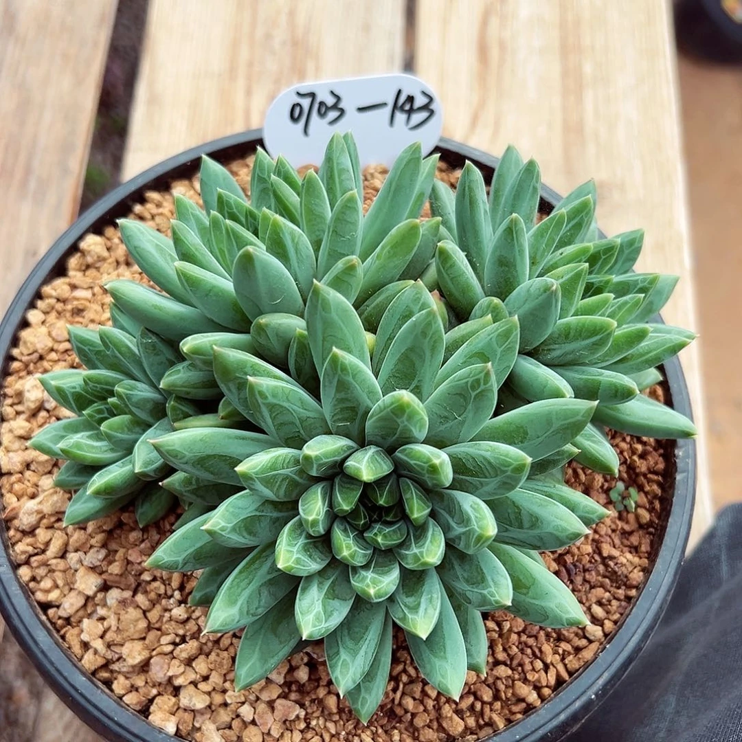 0703-143青花瓷群