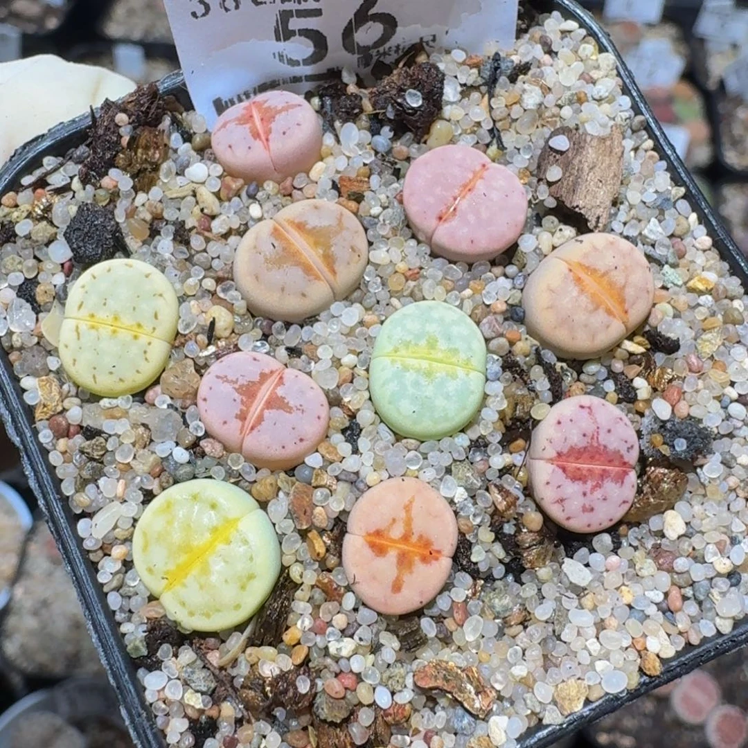 坤***灵zzzzz精品生石花56