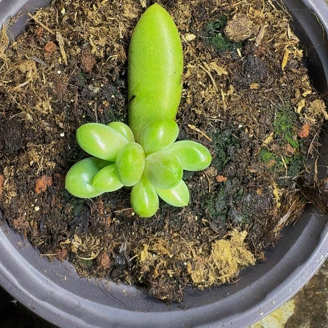 薯条 双头 朵唯菲 一物一拍