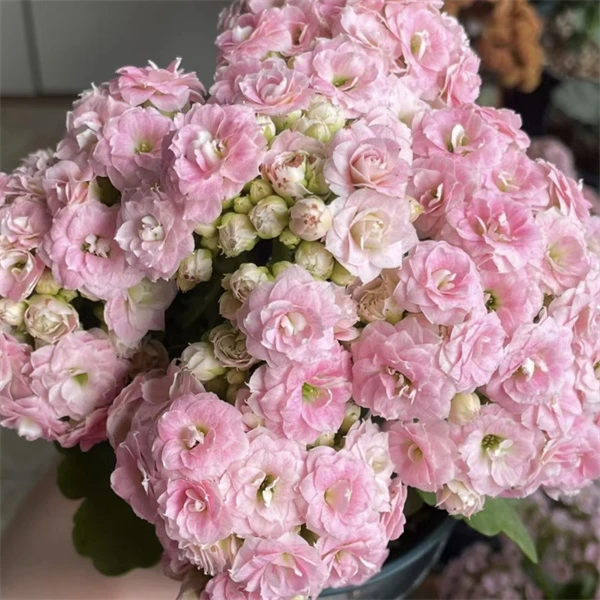 【10cm盆  克拉拉】重瓣大花0℃地区请拍保温，不拍冻坏不赔