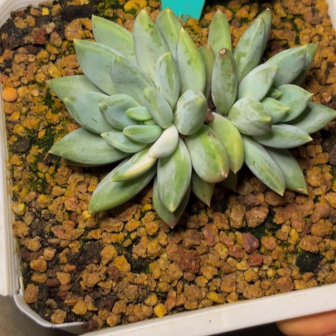 3638下午多肉植物群生