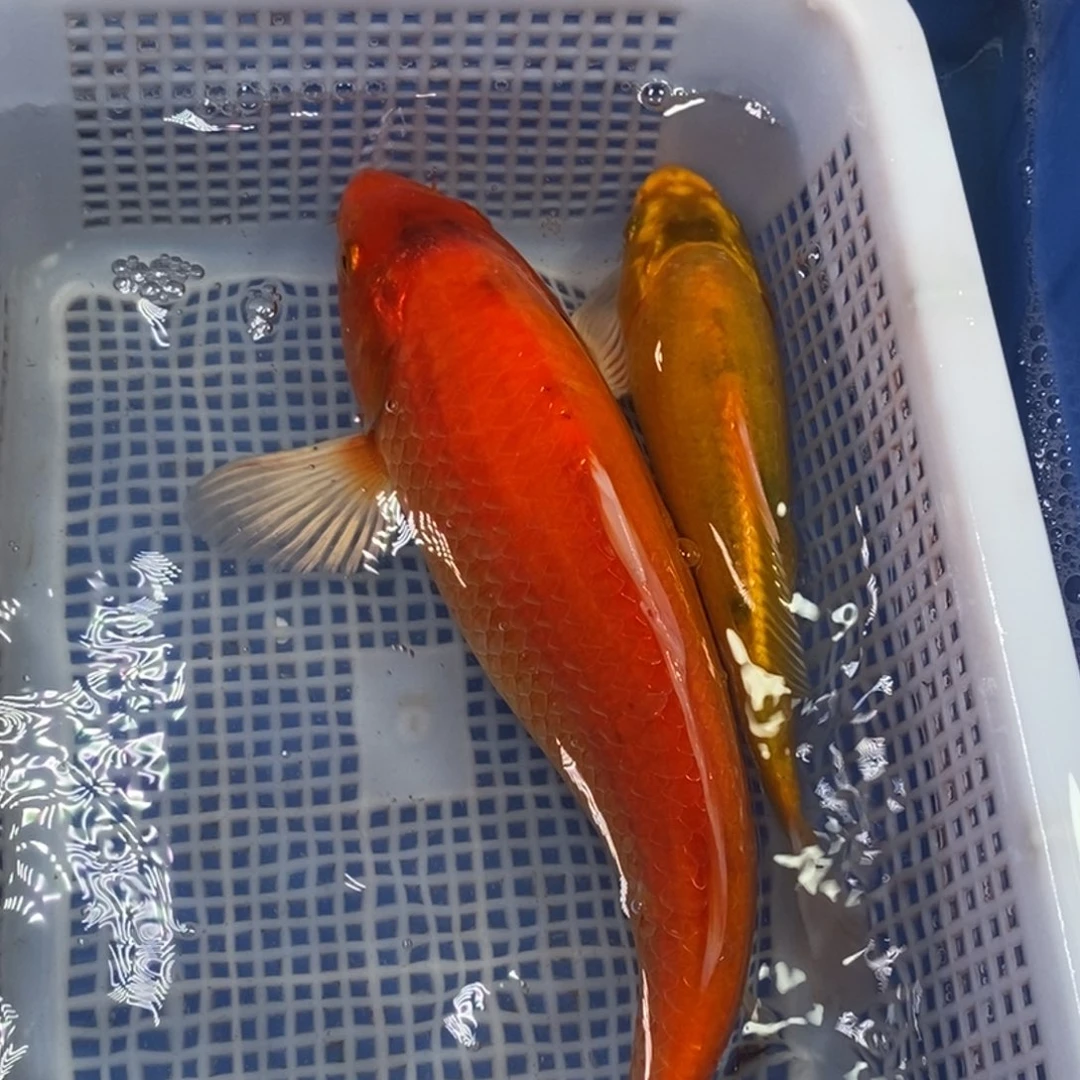 锦鲤冷水锦鲤包邮